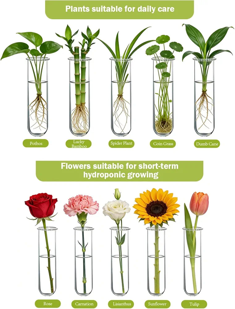 Wall Hanging Propagation Station with Wooden Stand